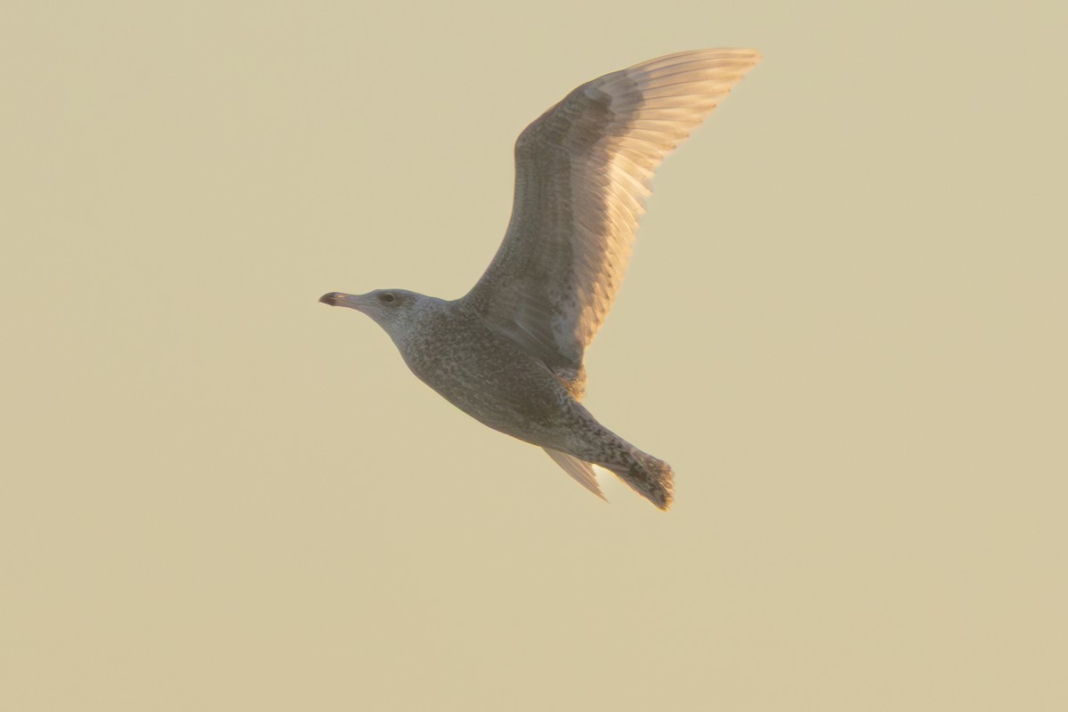 Ipar-kaioa - ML644167927