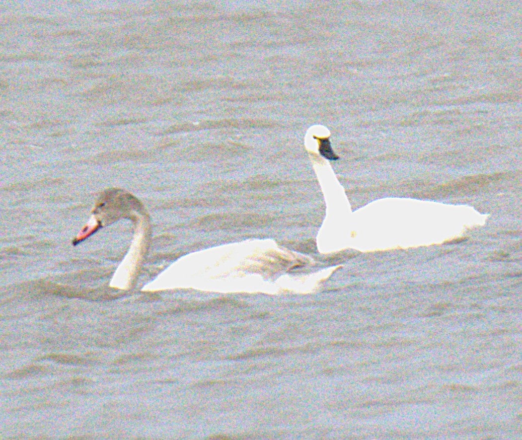 Tundra Swan (Whistling) - ML644167933