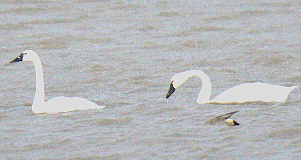 Tundra Swan (Whistling) - ML644167934