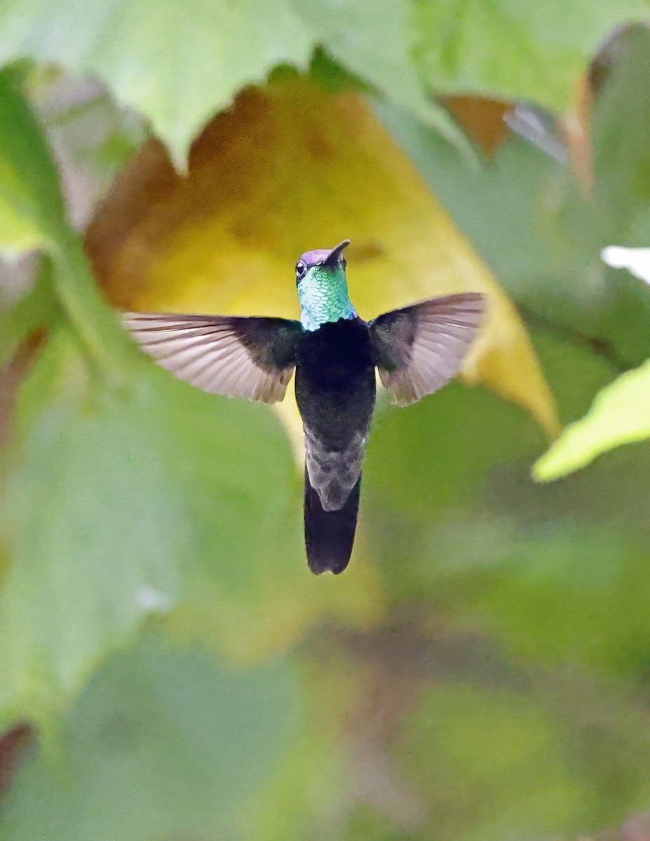 purpurissekolibri - ML644167938