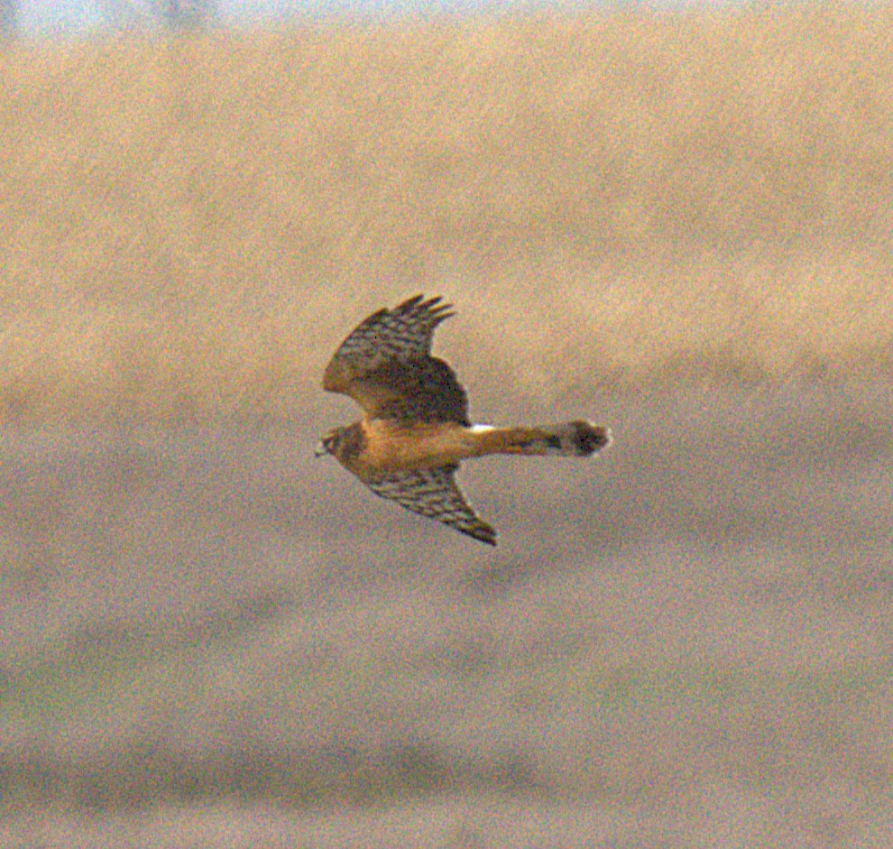 Northern Harrier - ML644167942