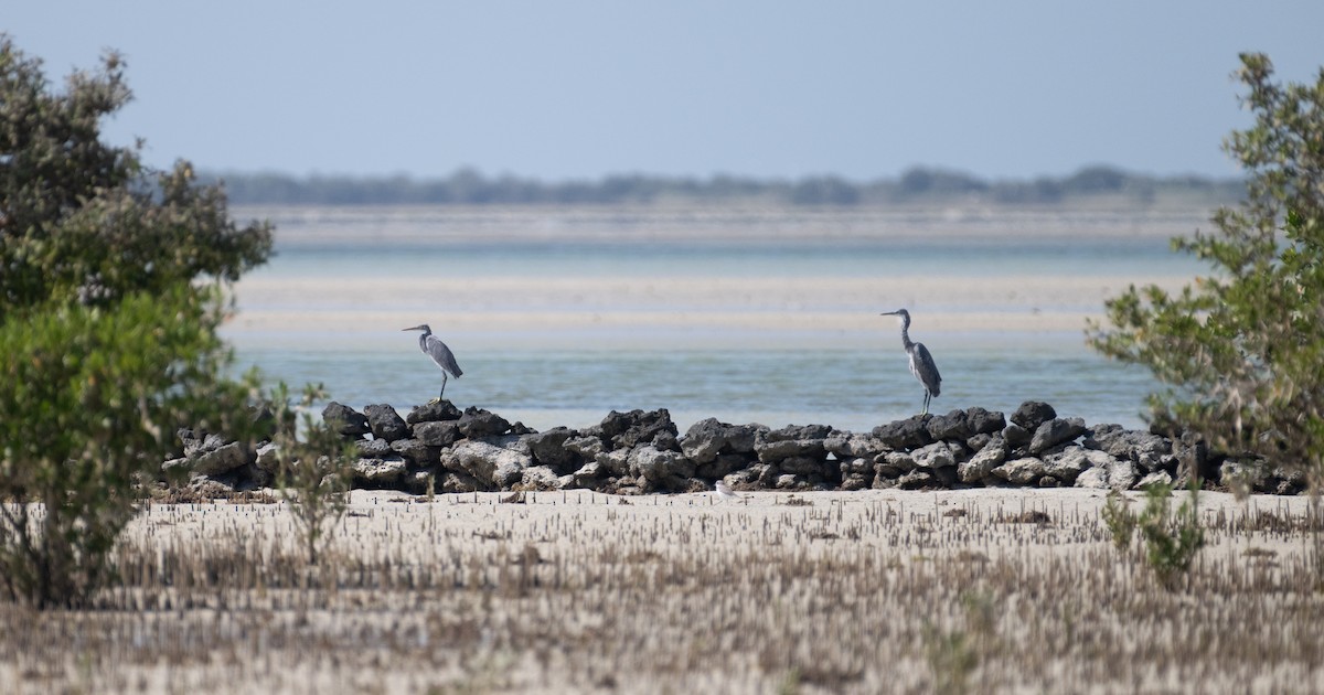Western Reef-Heron - ML644167955