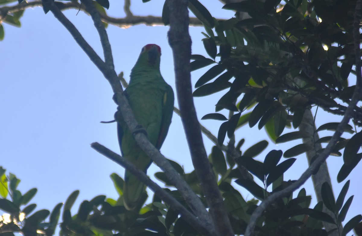 Red-lored Amazon - ML644167970