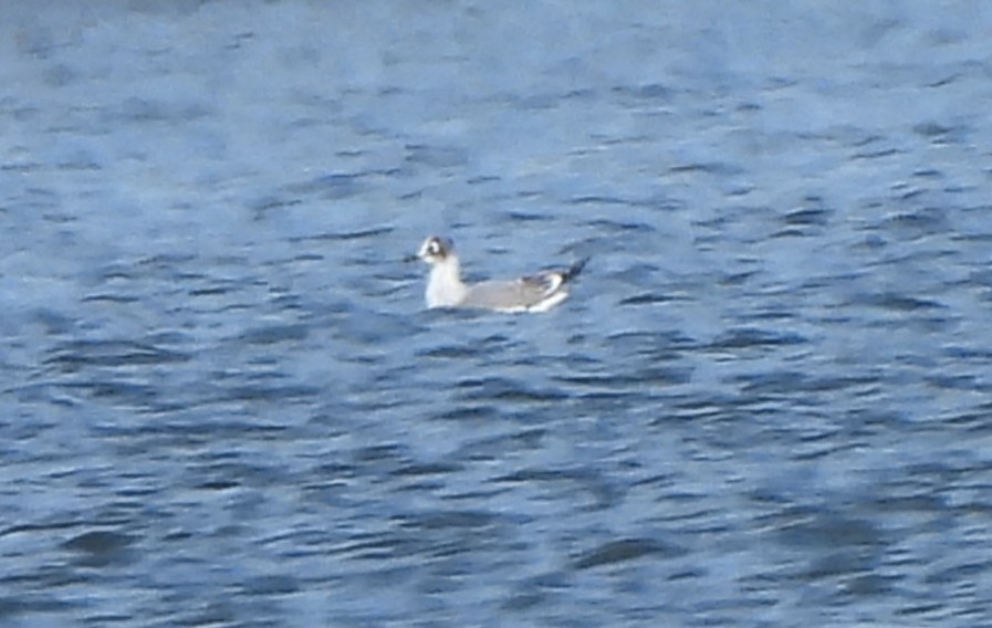 Франклинова чайка - ML644167974