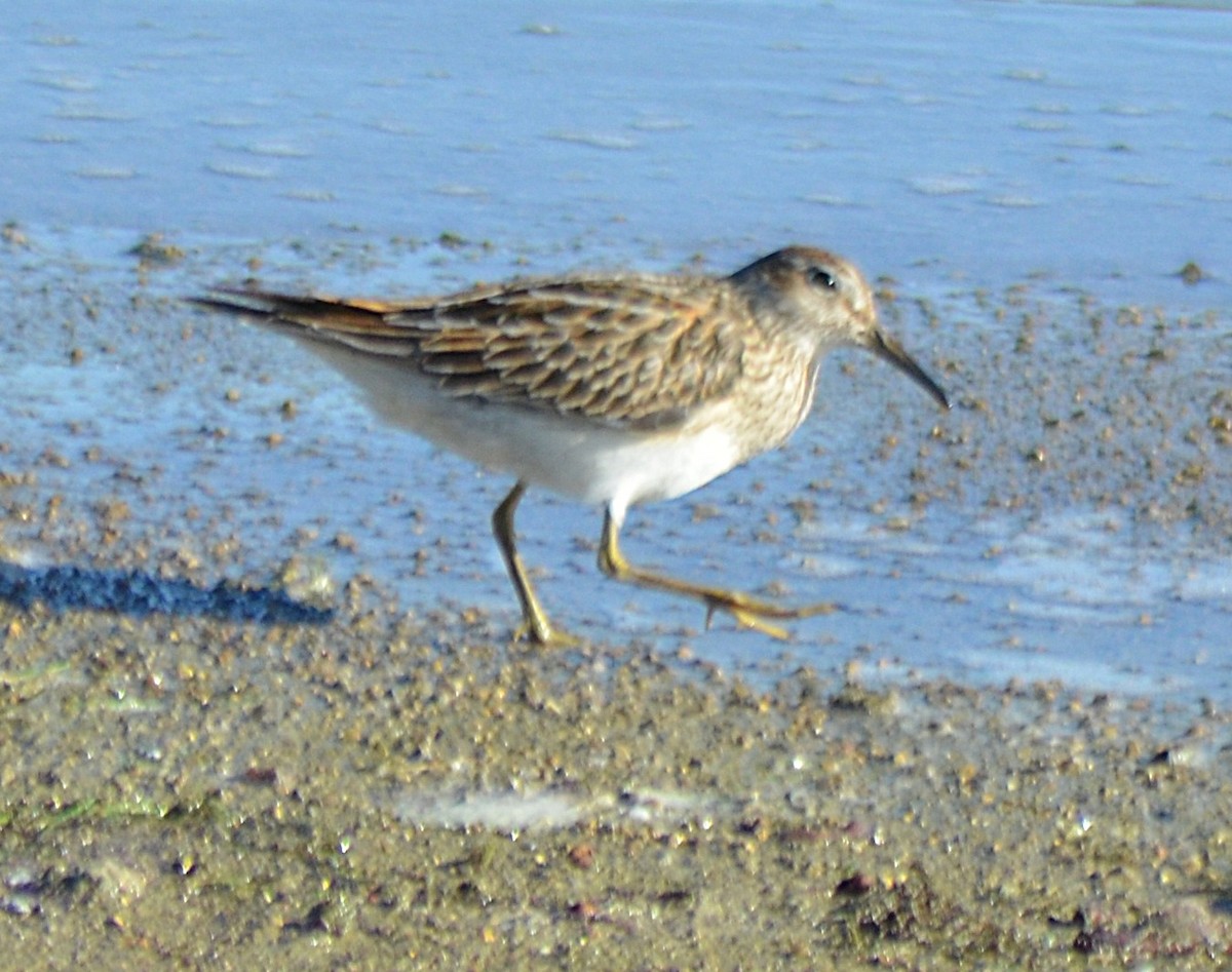 Pectoral Sandpiper - ML644167984