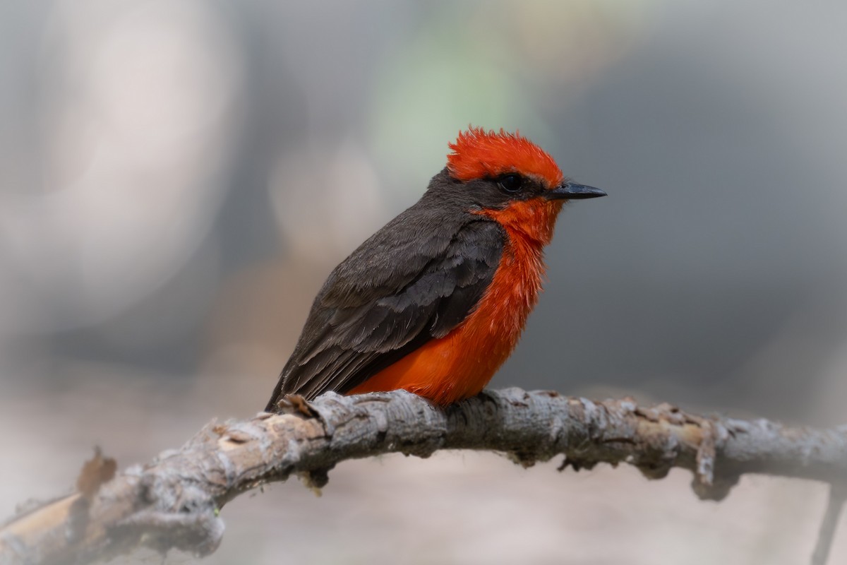 Красный мухолов [группа mexicanus] - ML644167988