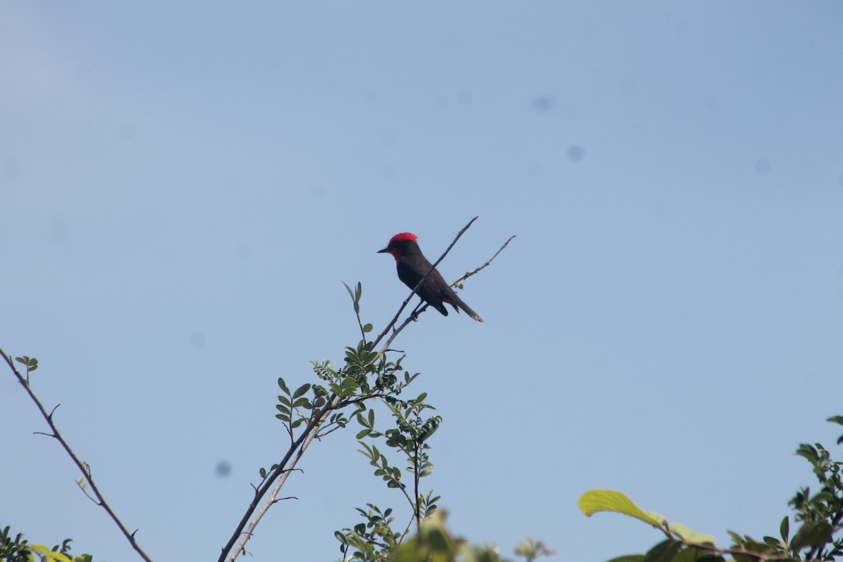 Москверо вогнистий - ML644167989