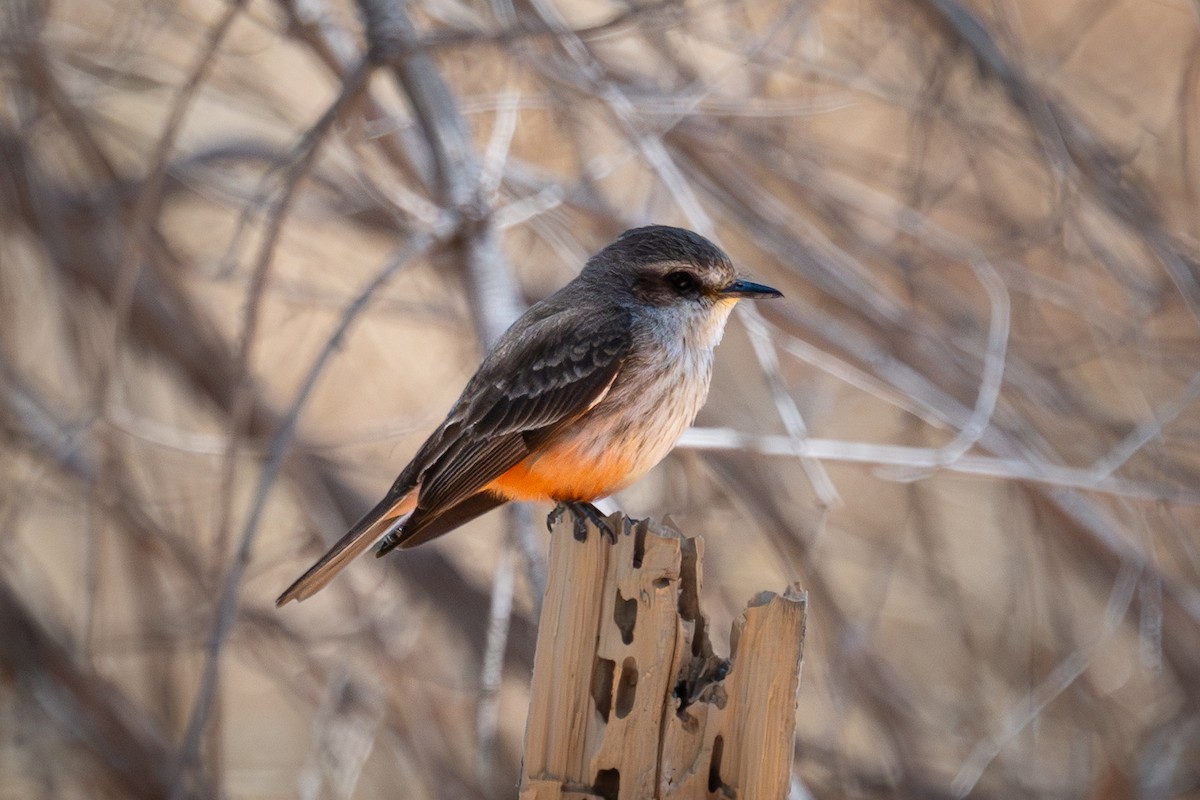 Красный мухолов [группа mexicanus] - ML644167996