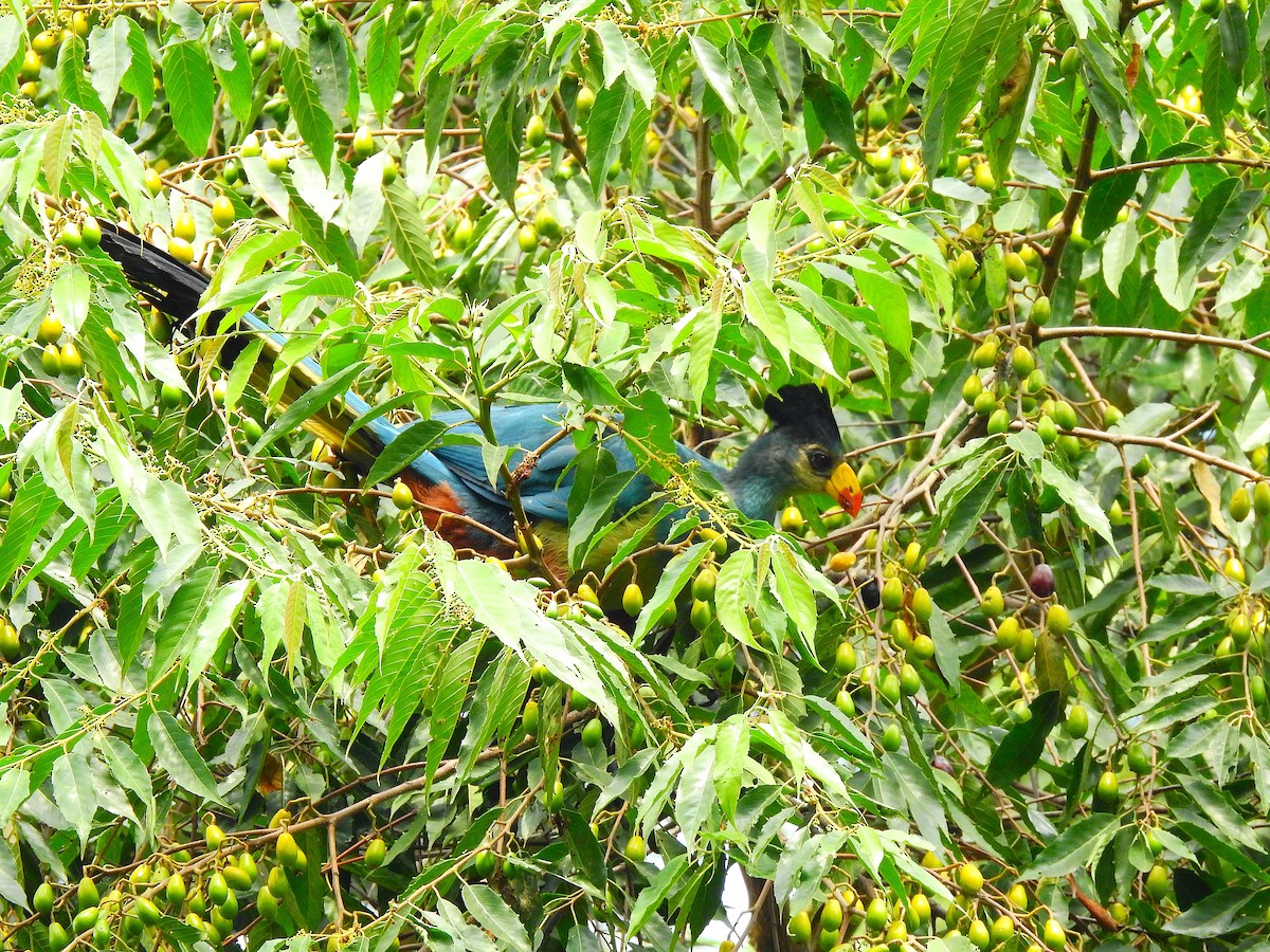 Riesenturako - ML644168028