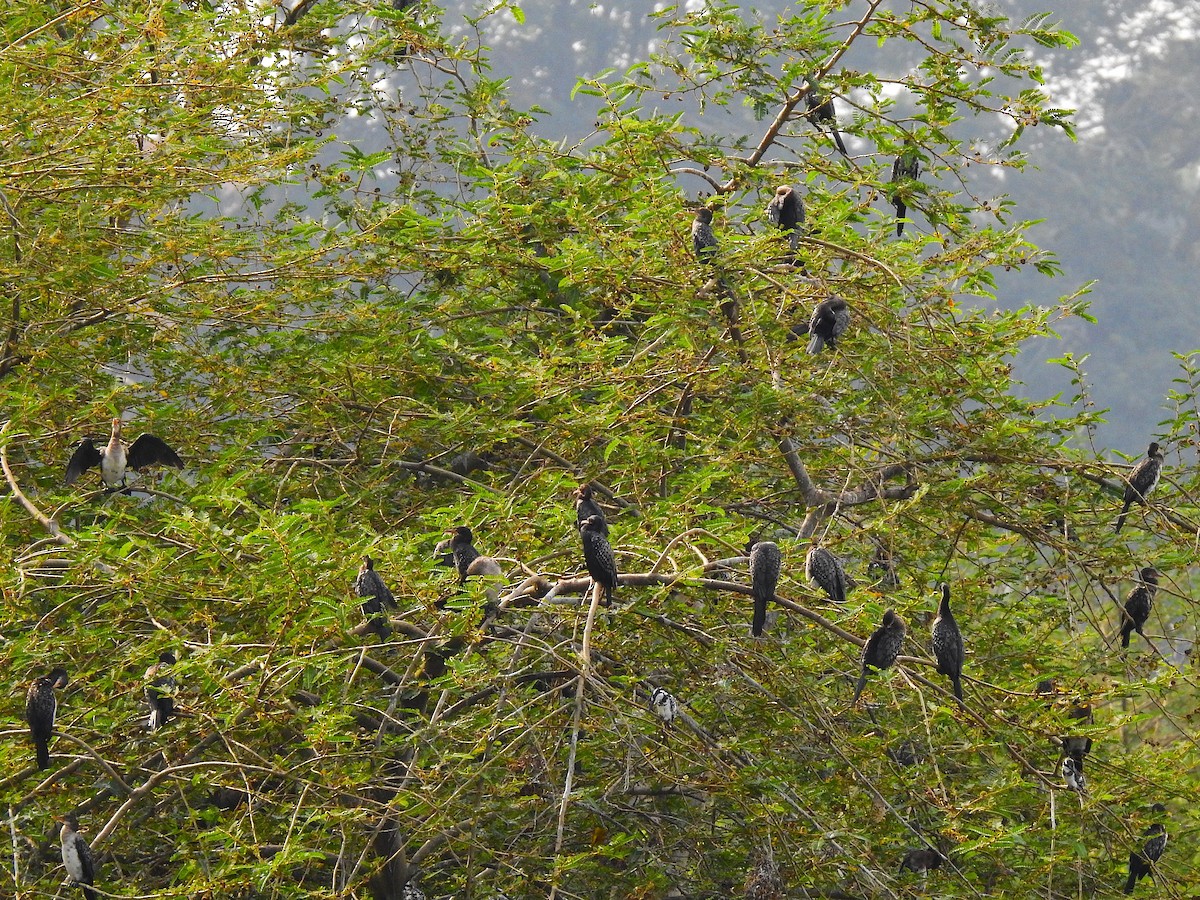 kormorán dlouhoocasý - ML644168038