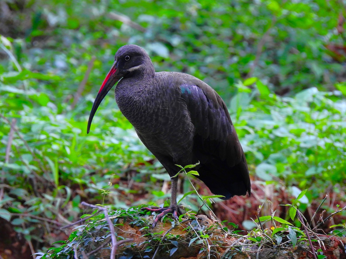 Hadada Ibis - ML644168041