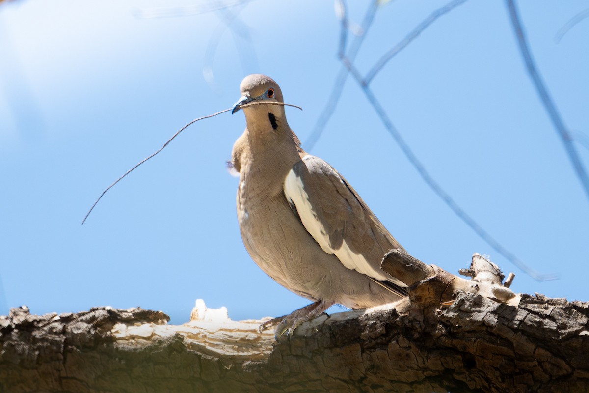 Белокрылая горлица - ML644168045