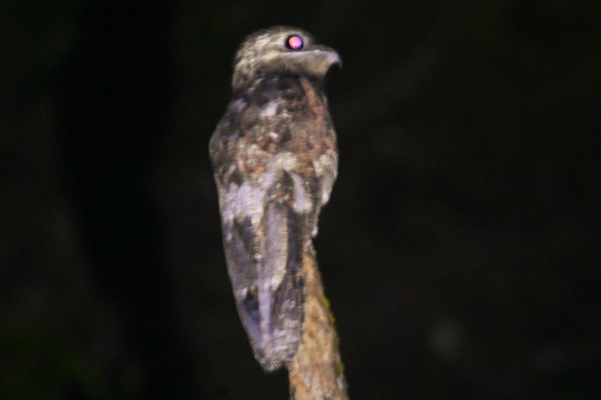 Great Potoo - ML644168089
