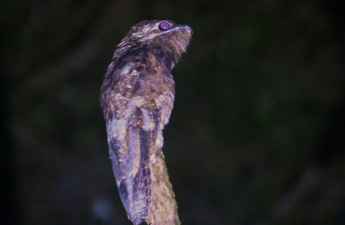 Great Potoo - ML644168090