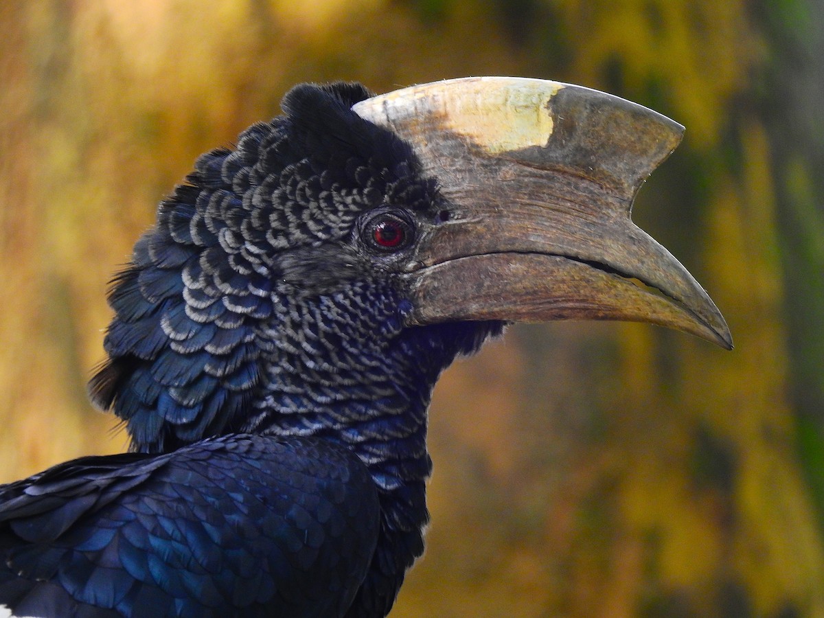 Grauwangen-Hornvogel - ML644168092