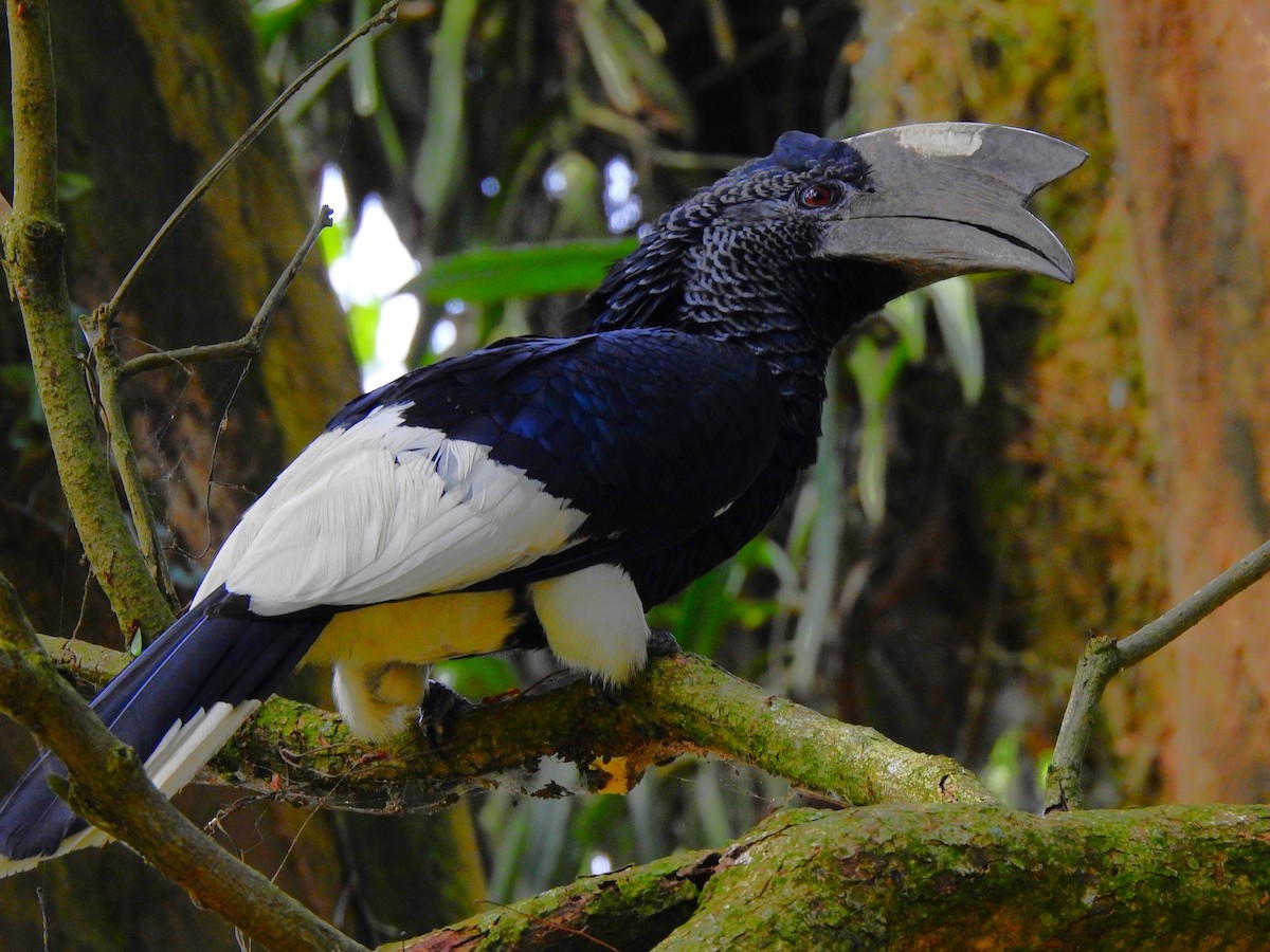 Grauwangen-Hornvogel - ML644168097