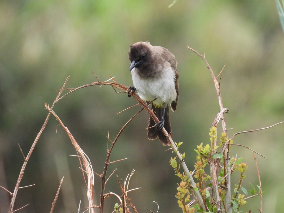 Common Bulbul - ML644168128