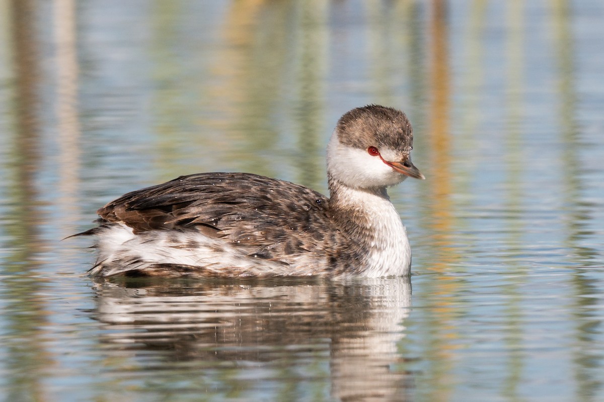 Ухаа шунгуур - ML644168134