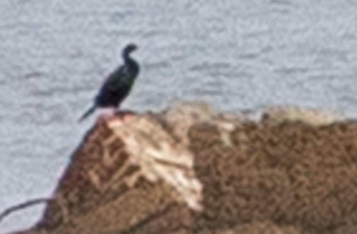 Pelagic Cormorant - ML644168169