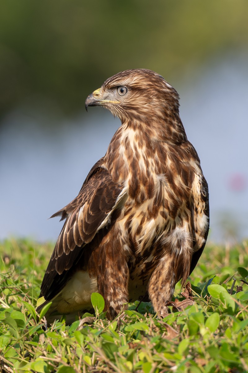 káně lesní (ssp. vulpinus/menetriesi) - ML644168176