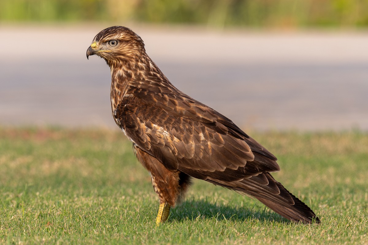 káně lesní (ssp. vulpinus/menetriesi) - ML644168187
