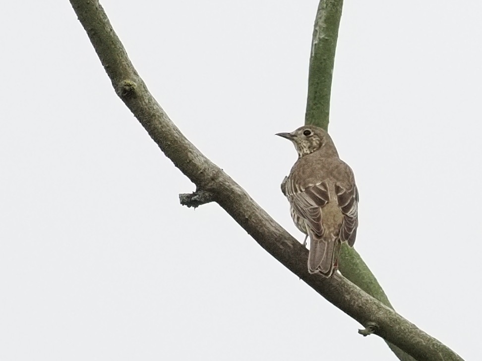 ヤドリギツグミ - ML644168197