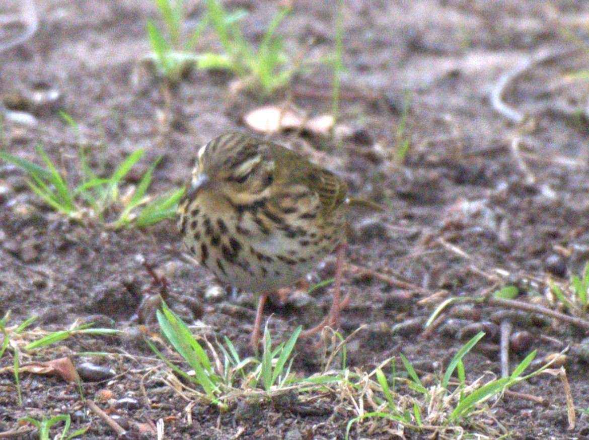 Olive-backed Pipit - ML644168201
