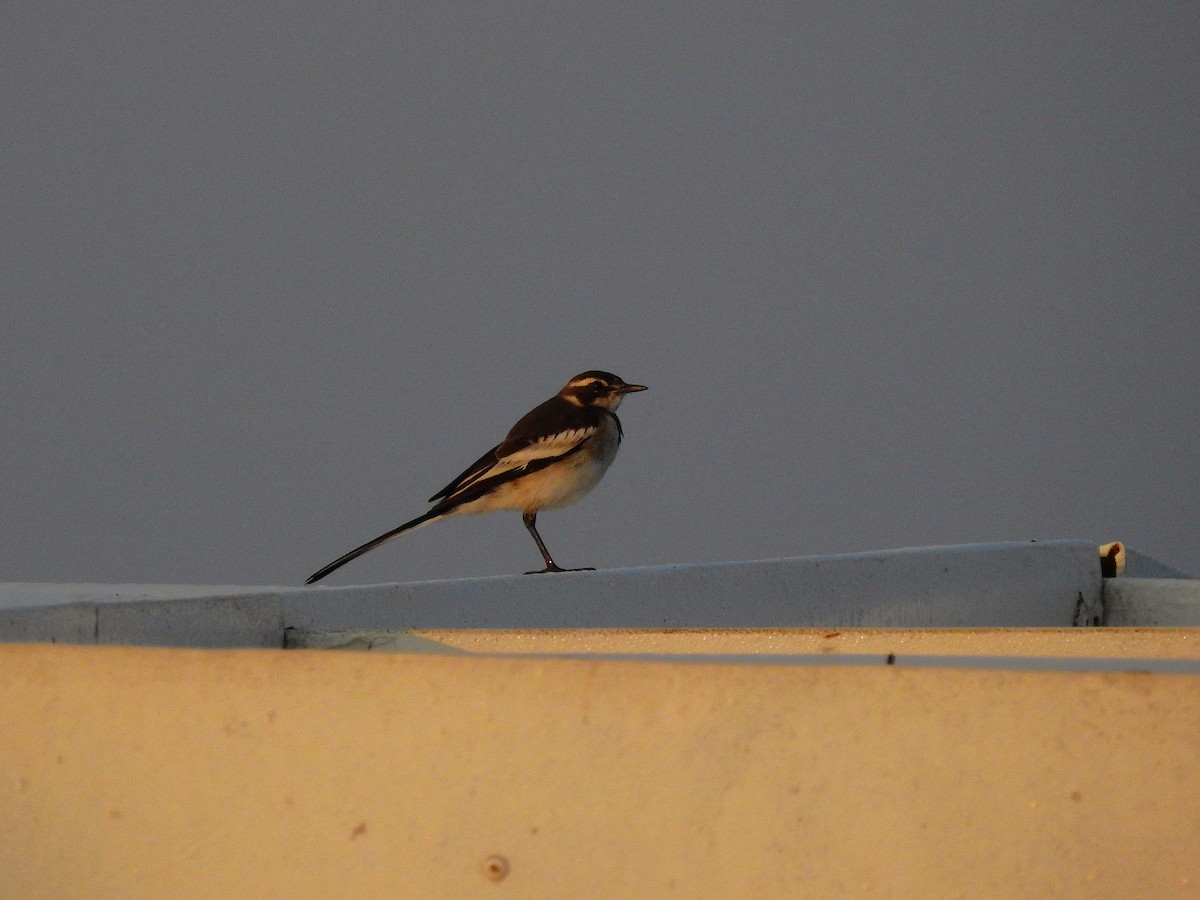 African Pied Wagtail - ML644168229