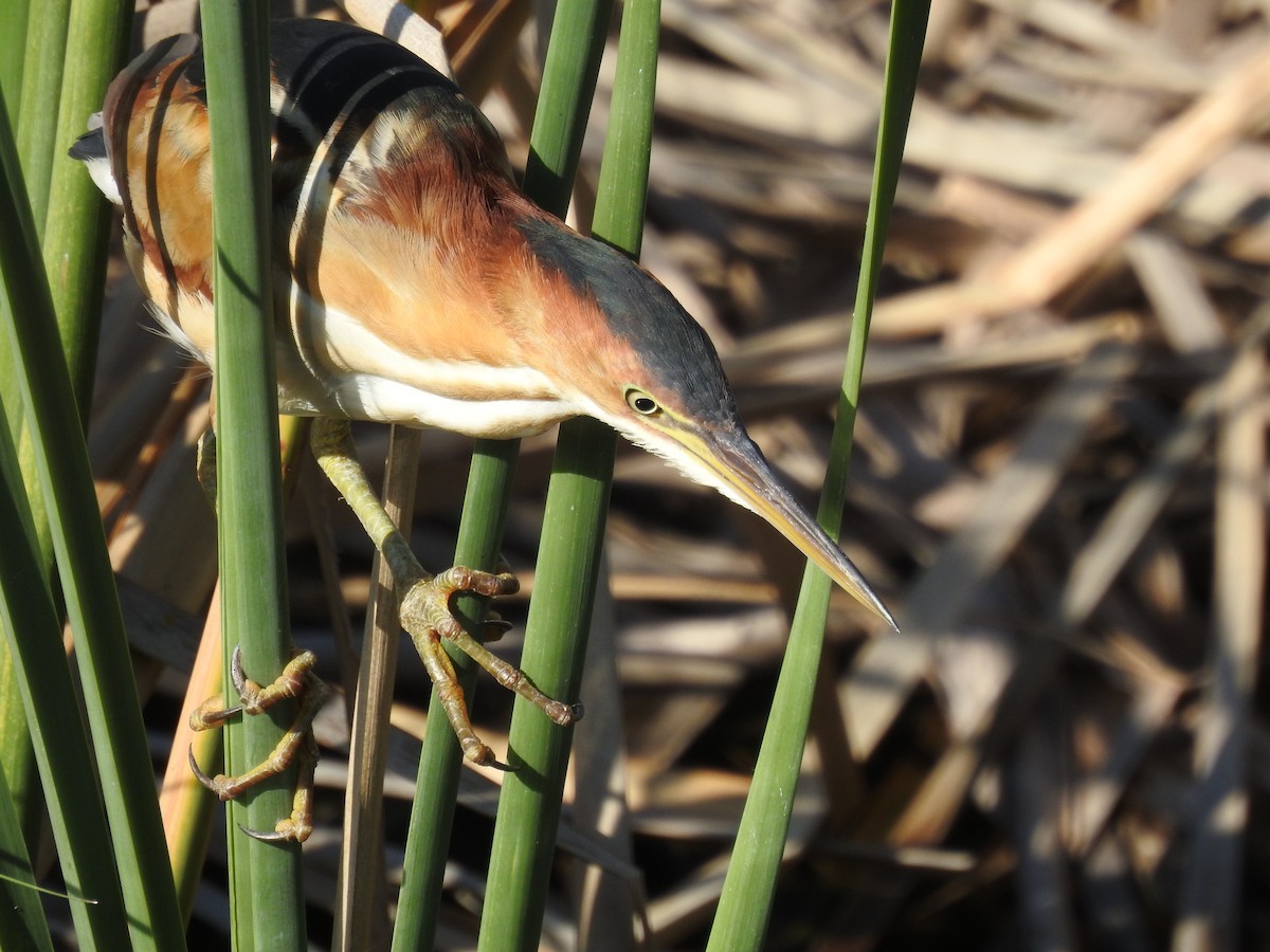 Least Bittern - ML644168246