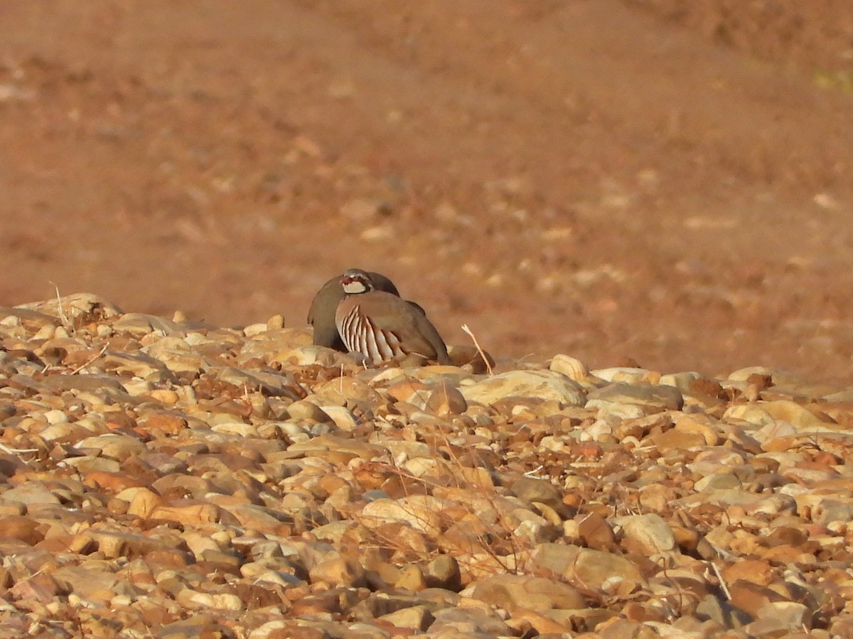 Red-legged Partridge - ML644168278