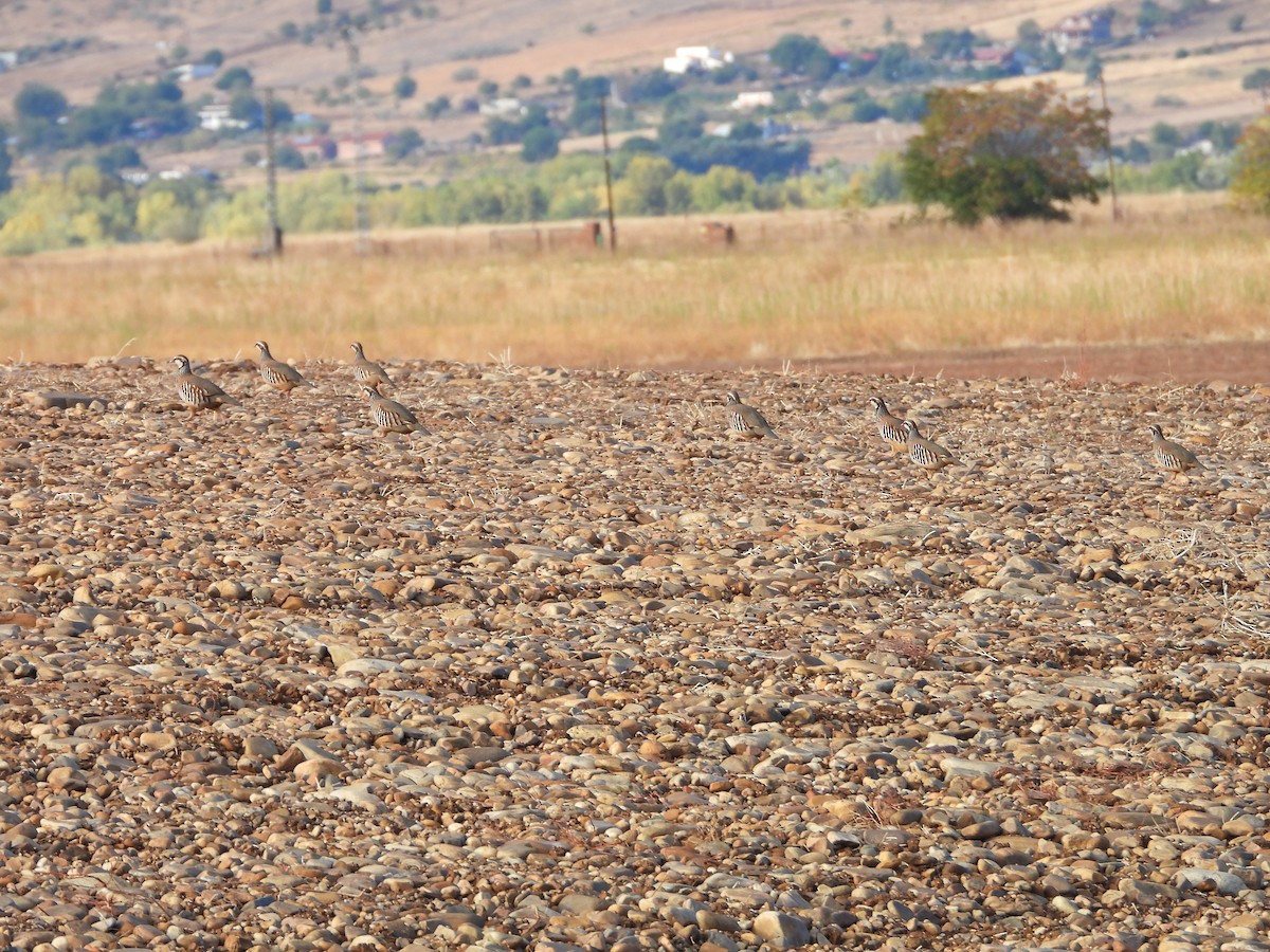 Red-legged Partridge - ML644168301