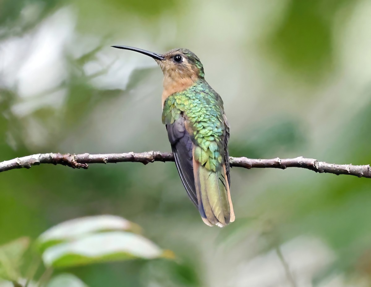 Rufous Sabrewing - ML644168303