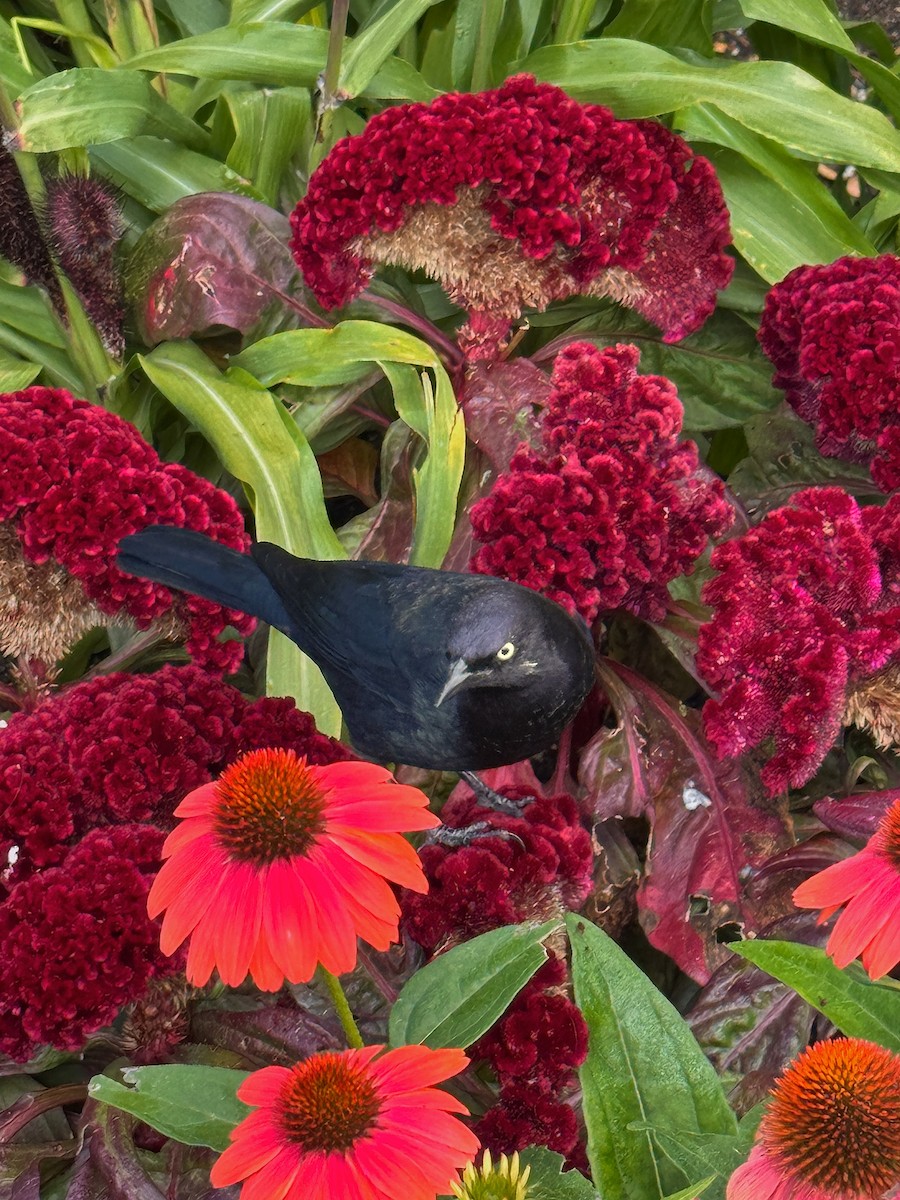 Brewer's Blackbird - ML644168310