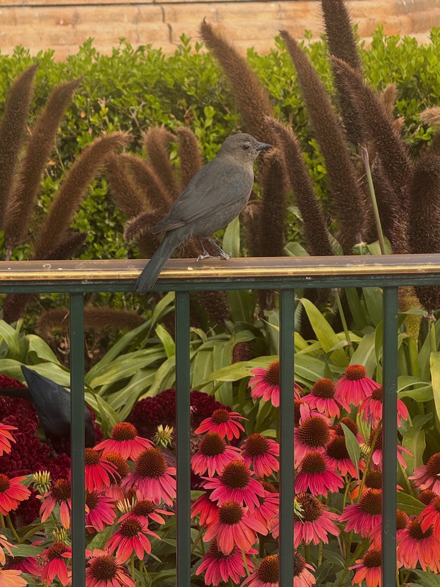 Brewer's Blackbird - ML644168311