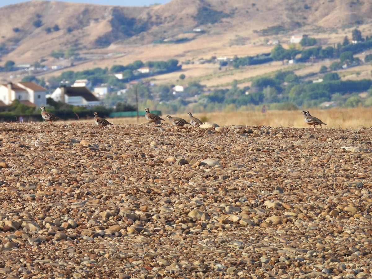 Red-legged Partridge - ML644168314