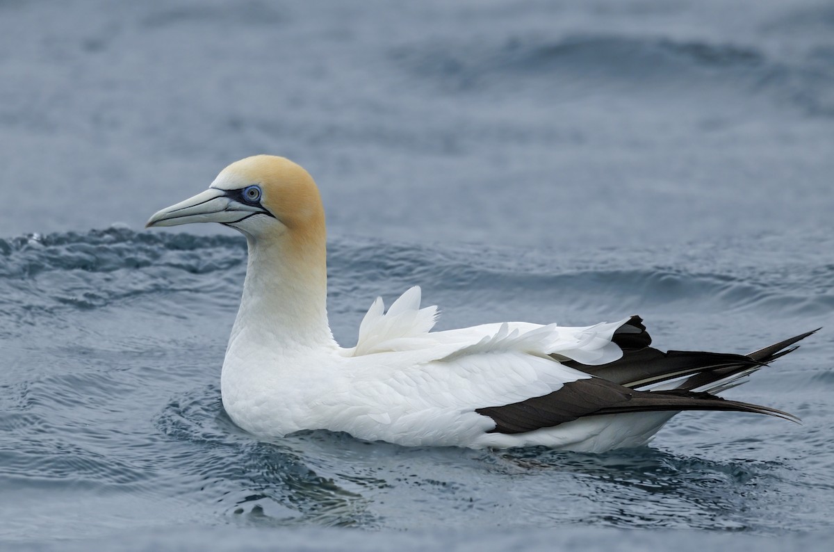 Avustralya Sümsüğü - ML644168317