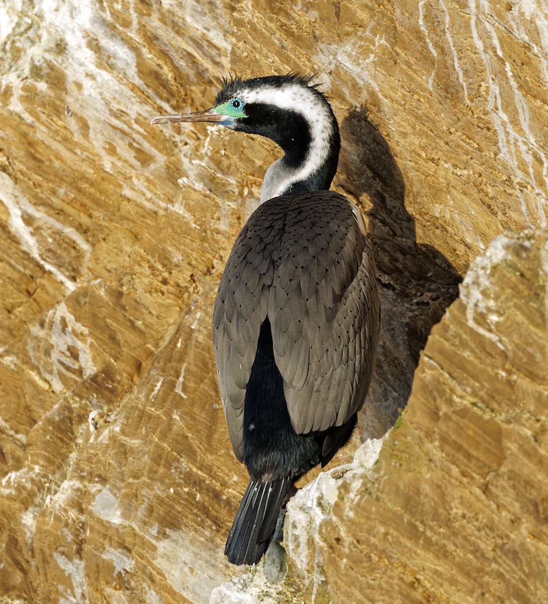 Spotted Shag - ML644168325
