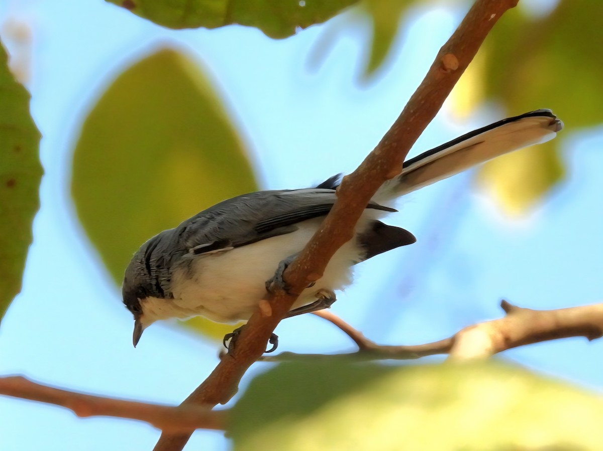 maskemyggsmett - ML644168328