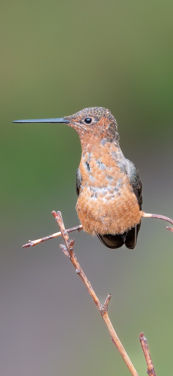 Giant Hummingbird - ML644168329