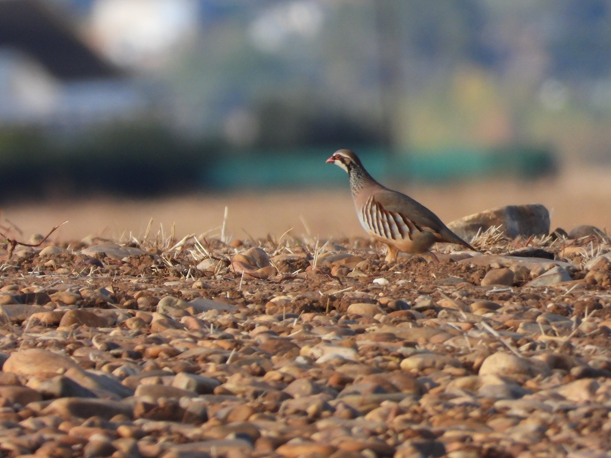 Red-legged Partridge - ML644168331