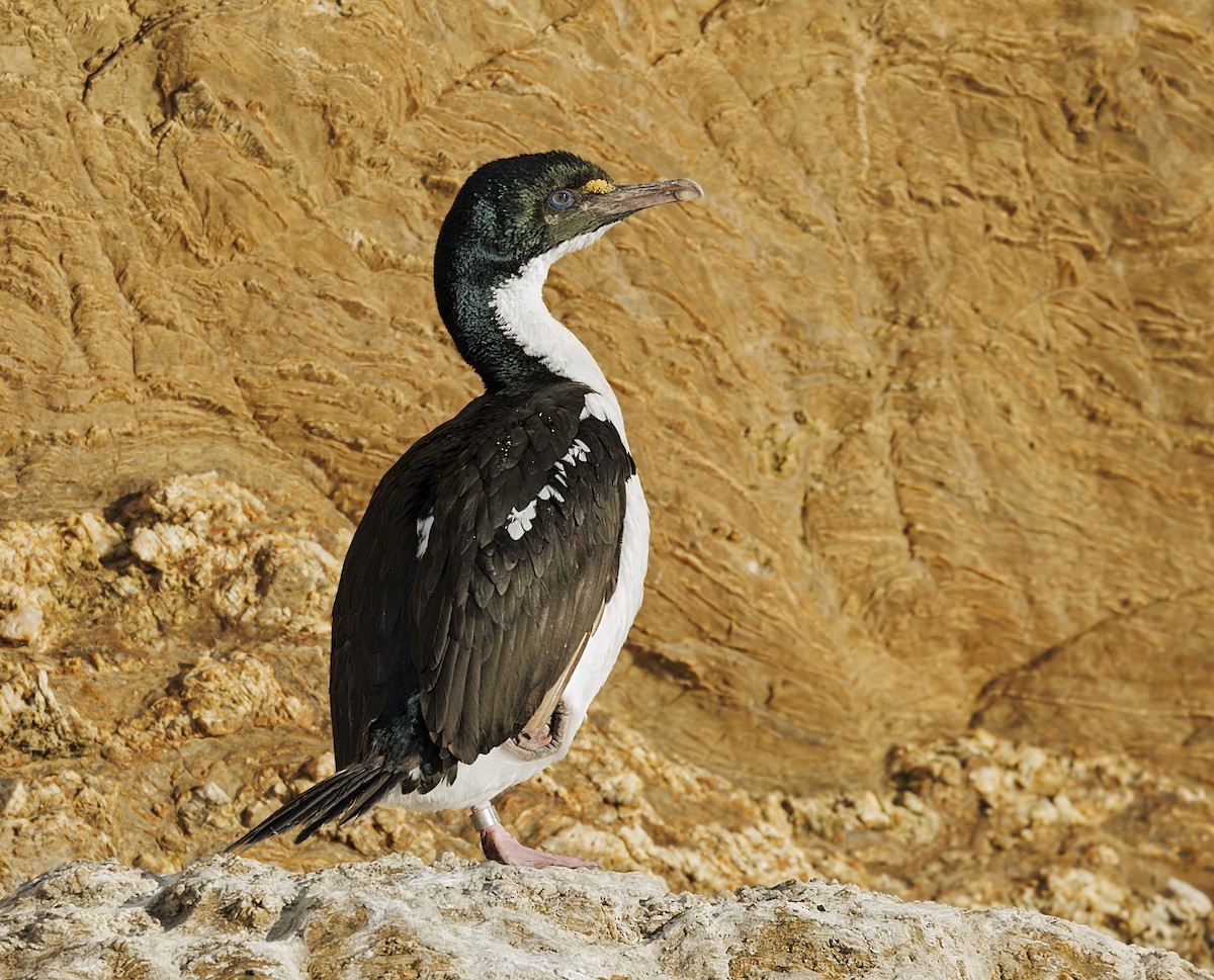 Cook Boğazı Karabatağı - ML644168333