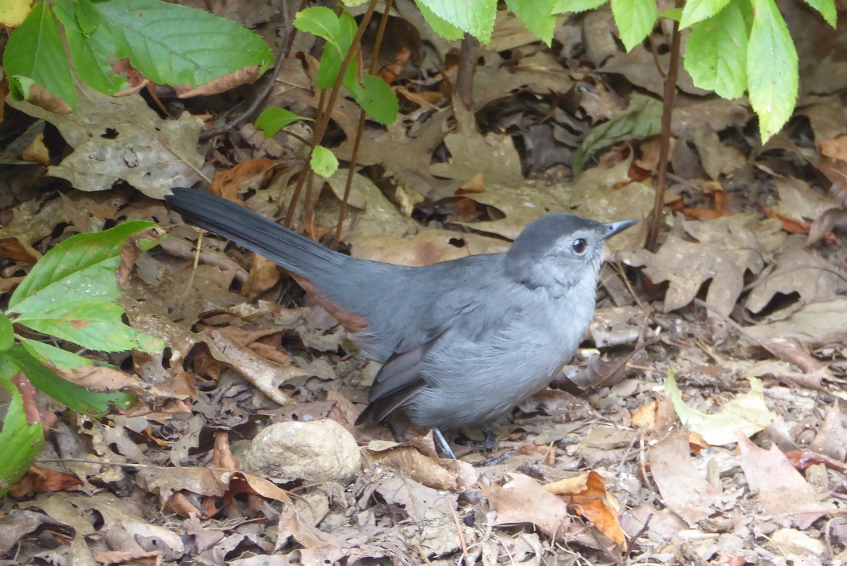 Gray Catbird - ML644168370