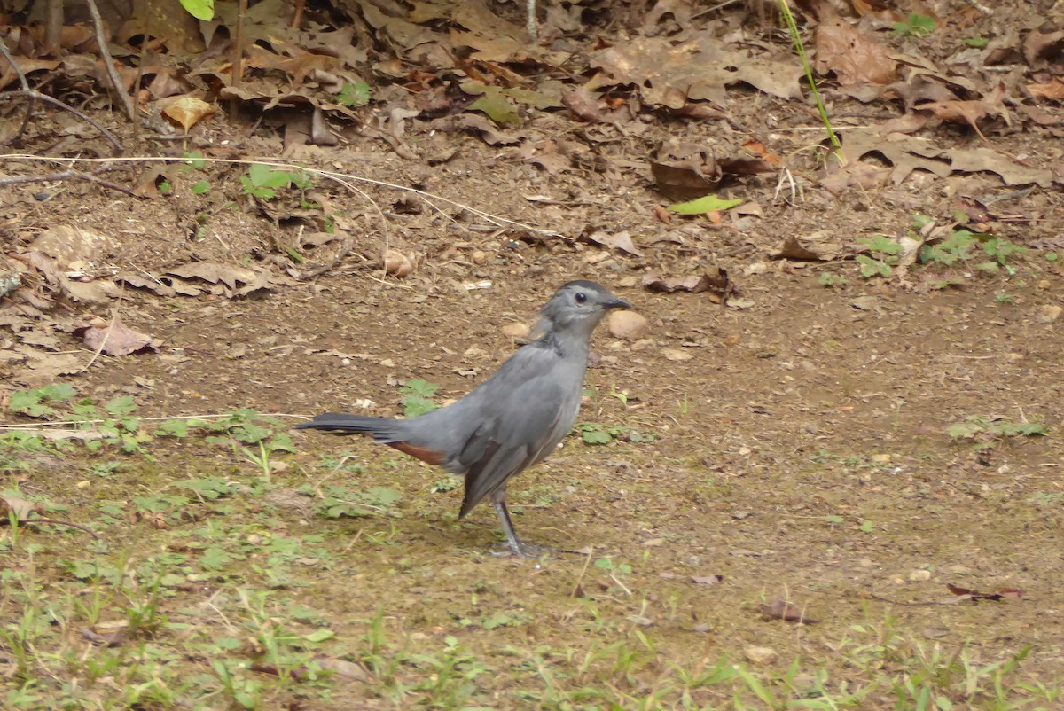 Gray Catbird - ML644168371