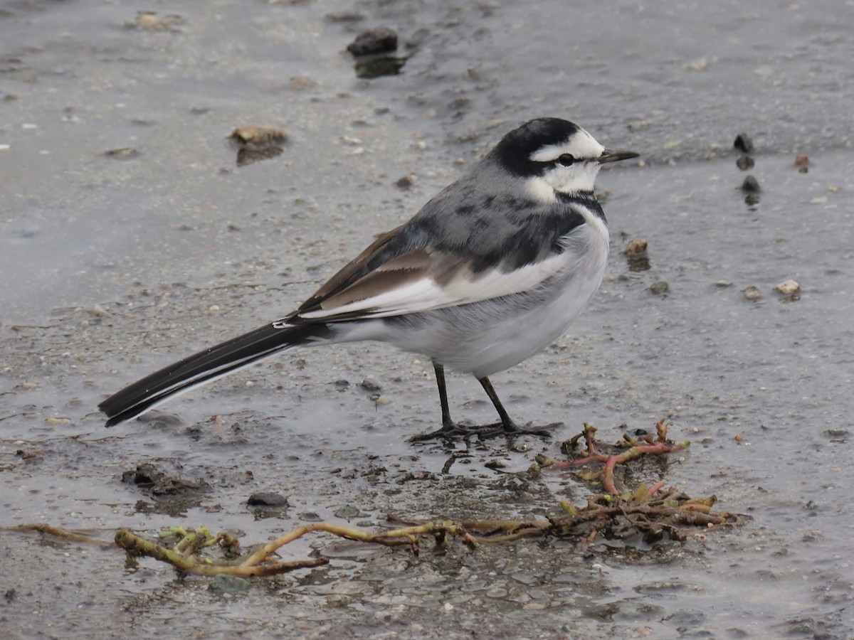 konipas bílý - ML644168381