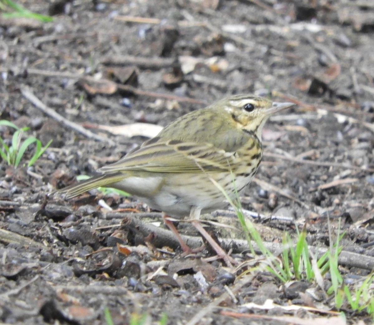Olive-backed Pipit - ML644168391