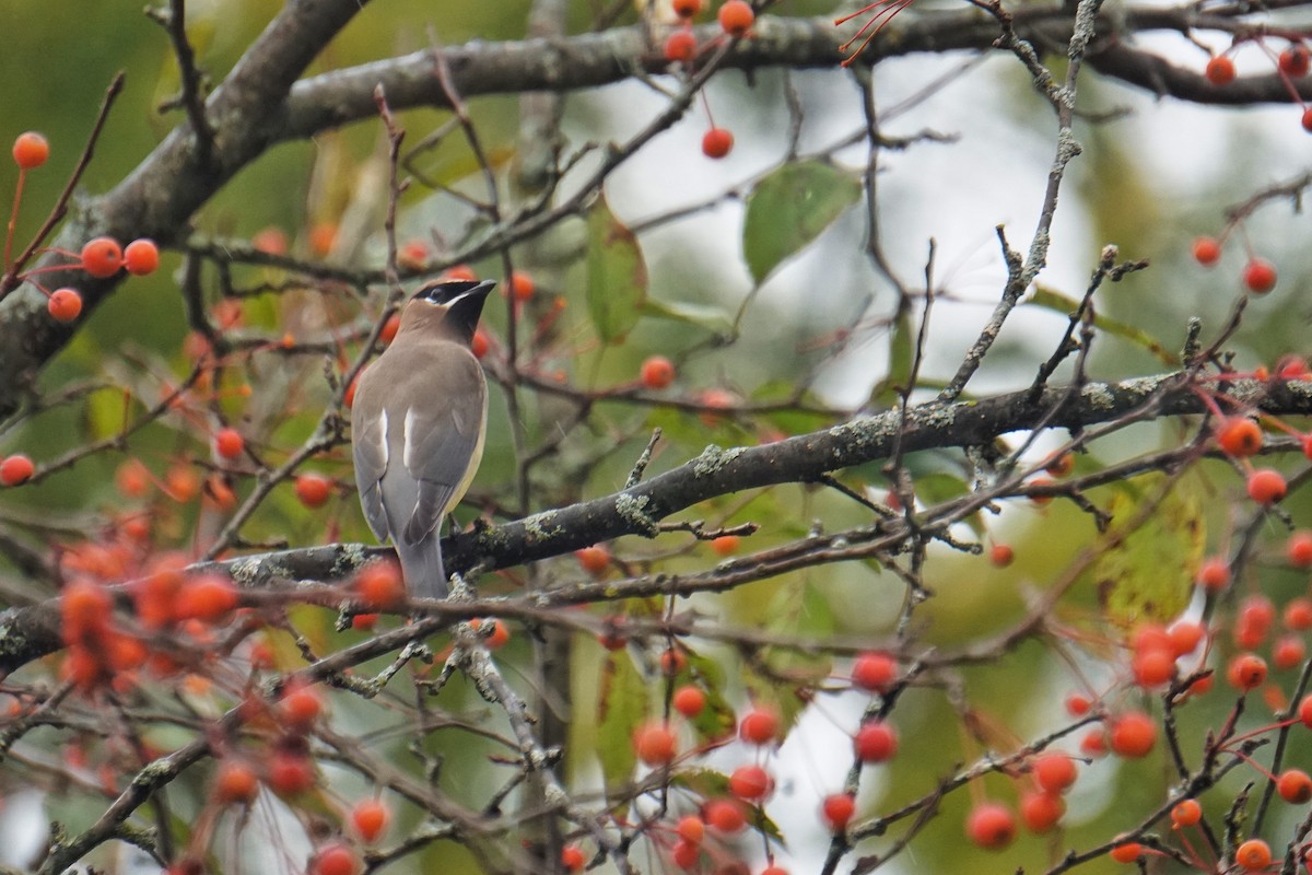 Cedar Waxwing - ML644168398