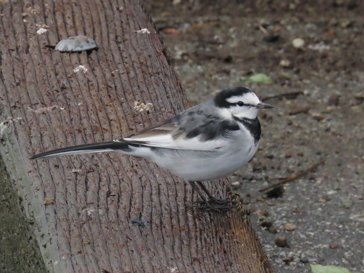 konipas bílý - ML644168399