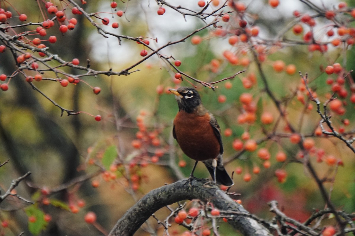 American Robin - ML644168407
