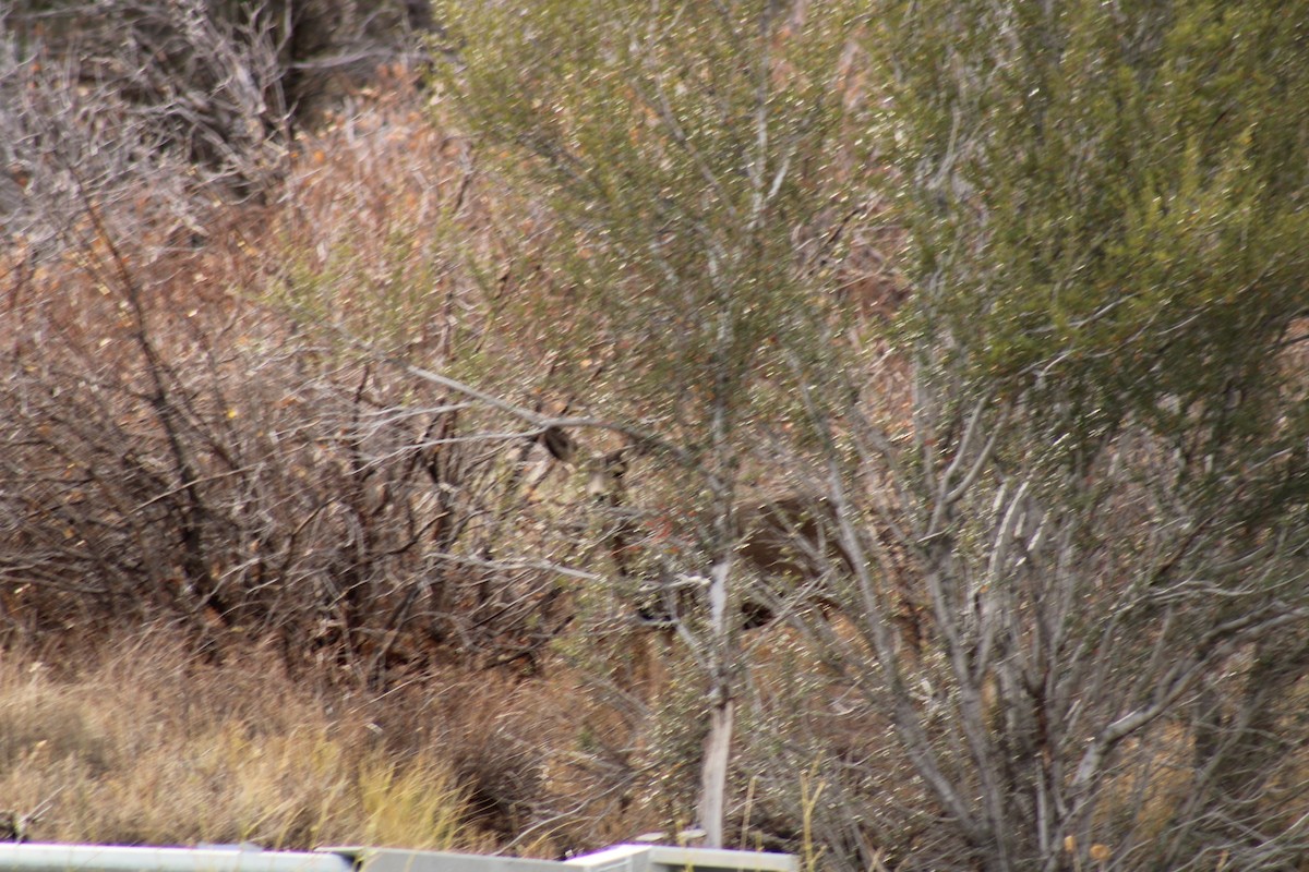 Animals - ML644168411