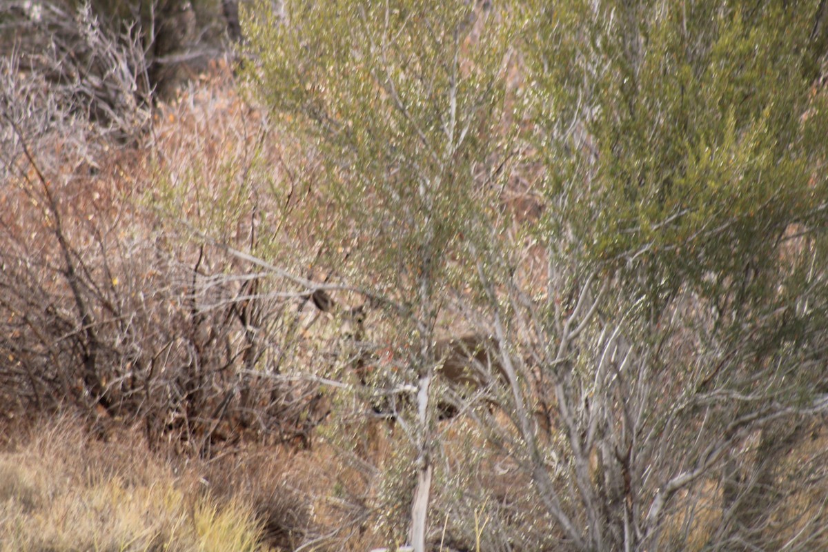 Animals - ML644168412